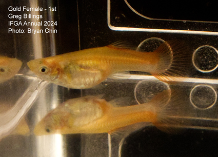 female guppy gold